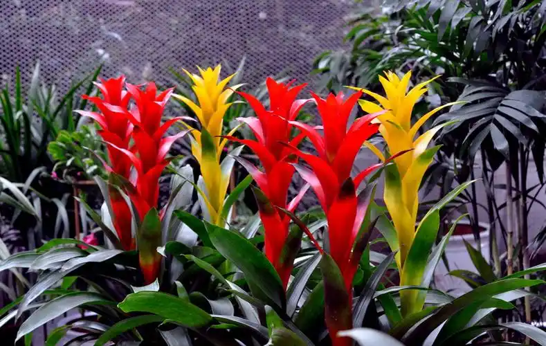 河北:凤梨价格稳定 仍是年宵花市主角