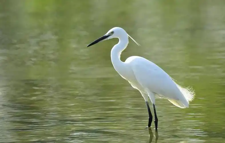 白鹭在我国目前属于珍稀保护动物,它们对栖息地的环境要求几近苛刻,被