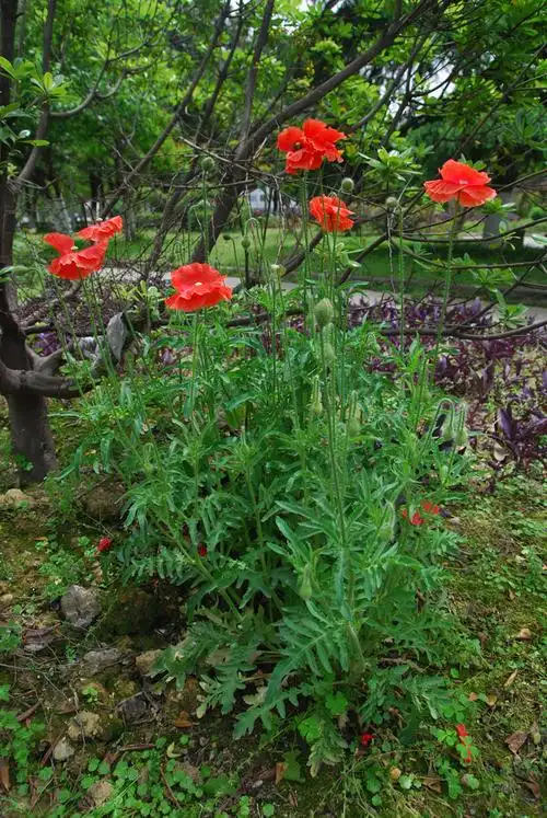 罂僳花和哪些花相似?