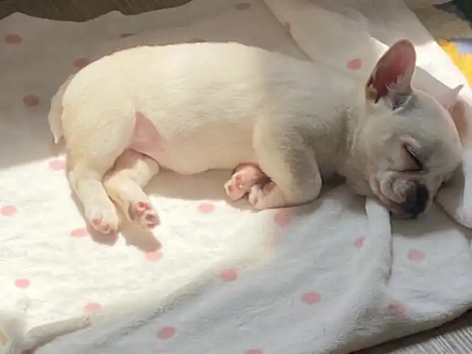 给姨姨们看睡着的小法猪