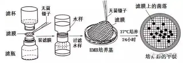 测定水样是否符合饮用水的卫生标准,常用滤膜法测定大肠杆菌的总数.