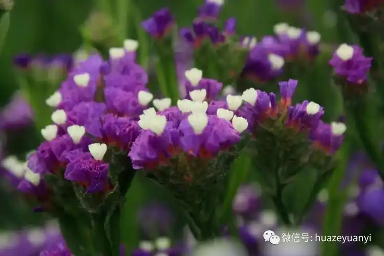 干货丨园林常用宿根花卉汇总下