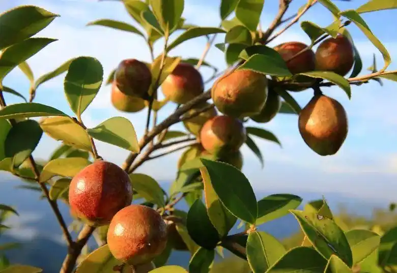 安徽太湖油茶果变黄金果