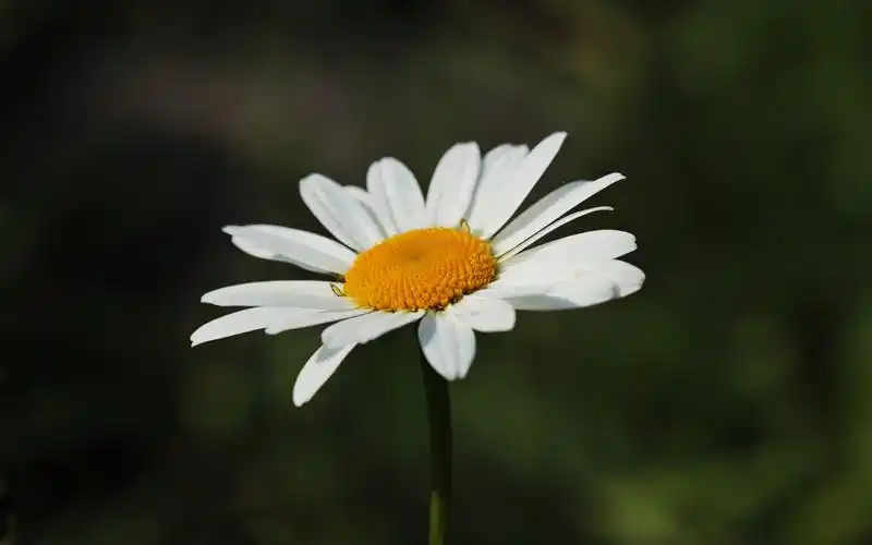 小雏菊唯美花卉桌面壁纸