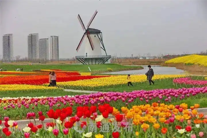 面朝大海春暖花开丨启东圆陀角郁金香花开正艳