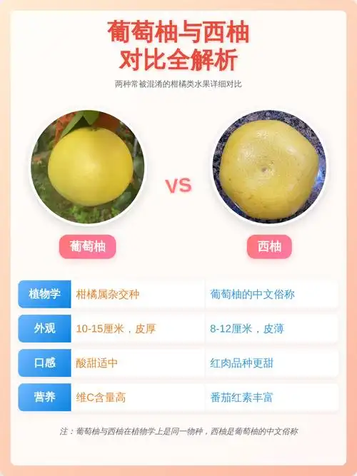 葡萄柚与西柚对比全解析