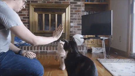 猫咪击掌动物可爱gif动图_动态图_表情包下载_soogif