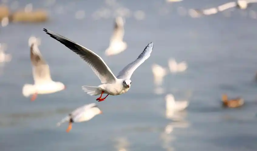 自由飞翔的海鸥