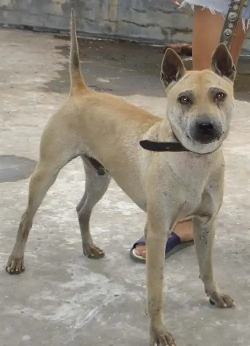 本犬纲目(中国土狗品种大全)