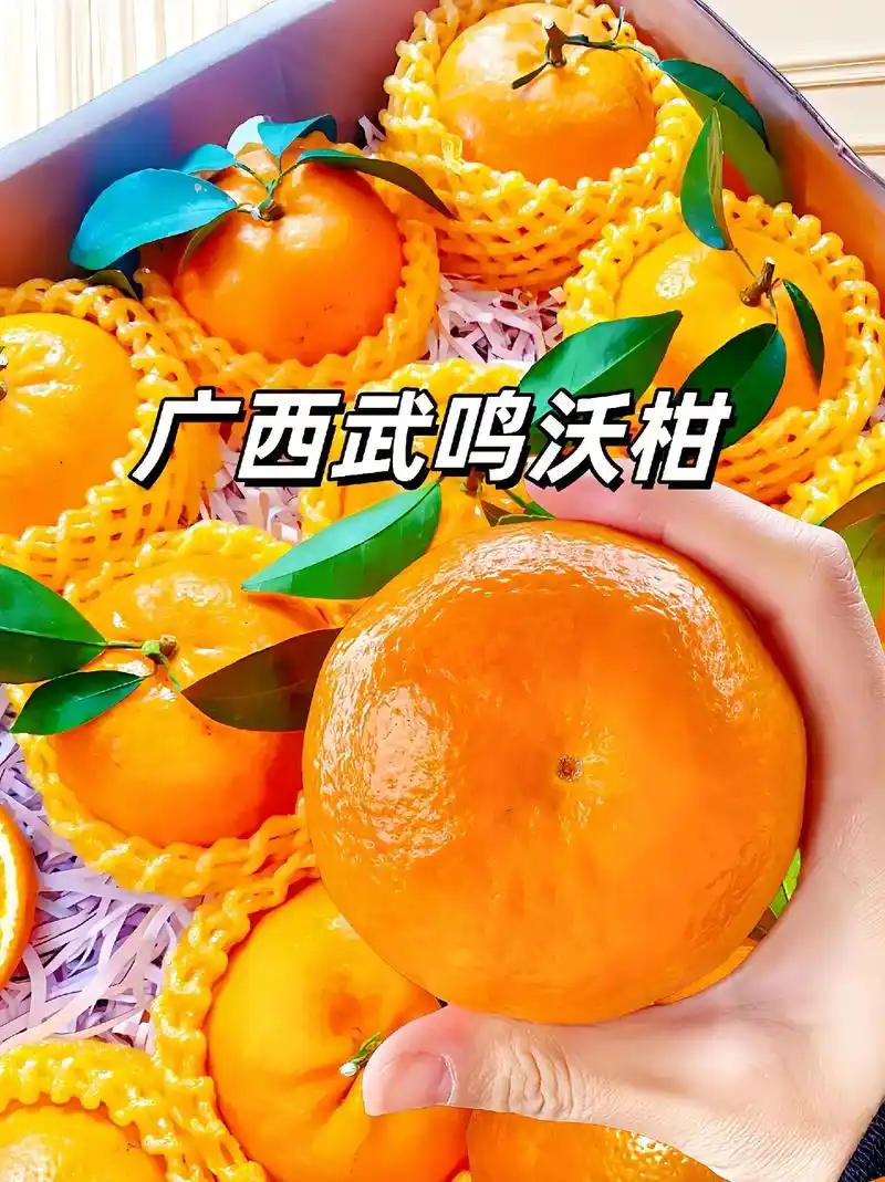 哇,这也太好吃啦!广西武鸣沃柑,是我吃到挑不出瑕疵 - 抖音