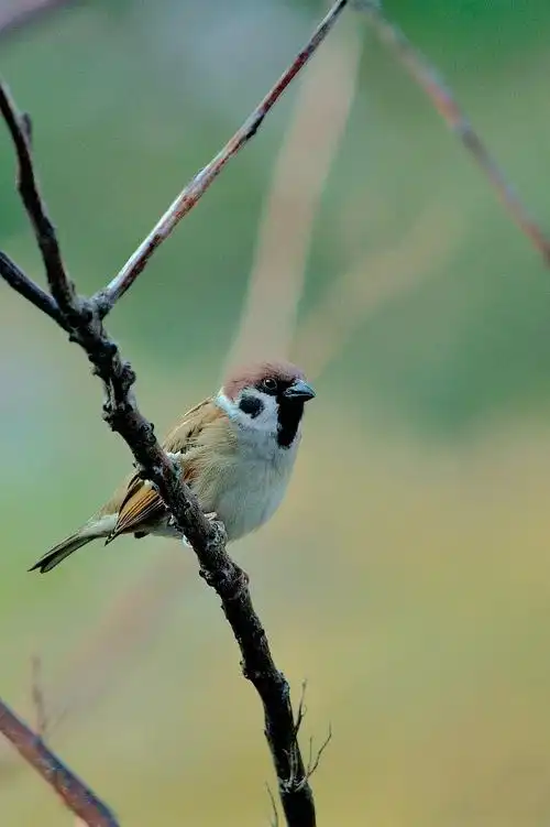 【图】一组 麻雀-蜂鸟摄影论坛