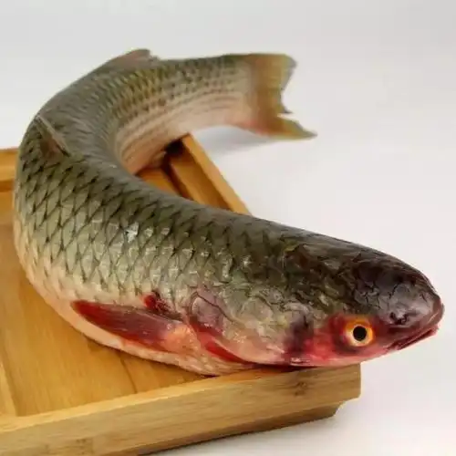 说一说我山东半岛早春时节的梭鱼(又叫鮻鱼)|海鱼|开冰梭|梭鱼|开凌梭