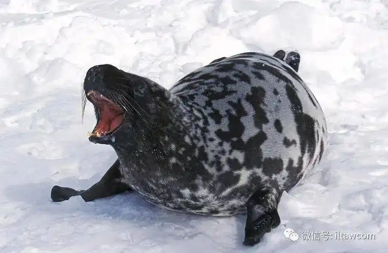 雄性hooded seal