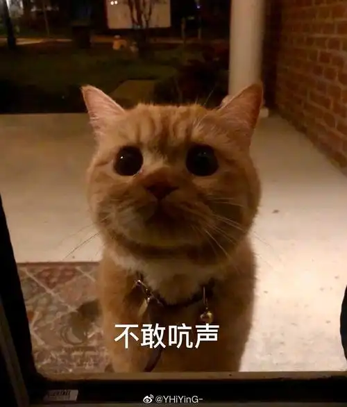 不敢吭声 - 表情包 - 挖吧