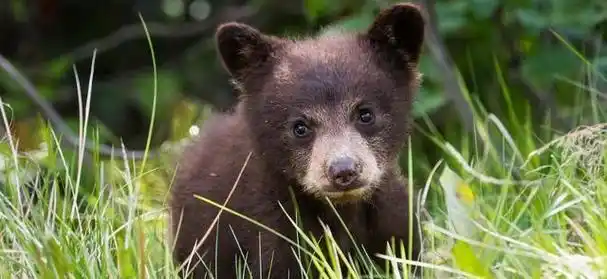 2007年男子买藏獒幼崽养越养越不对藏獒竟然站起来了