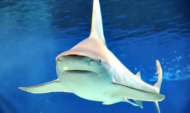 这种鲨鱼生活在淡水里, 主要分布在雅鲁藏布江和恒河流域