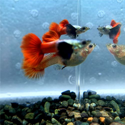 白金象耳大耳蝶翼红尾孔雀鱼凤尾鱼印尼进口观赏鱼热带鱼