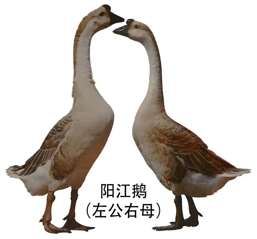 喙,肉瘤呈黑色,胫,蹼呈橘黄色,虹彩呈棕黄色.无咽袋,无腹褶.公鹅头大