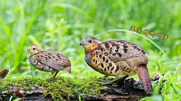 野生竹鸡的叫声,仿佛在叫:讲个话讲个话!-动物视频-搜狐视频