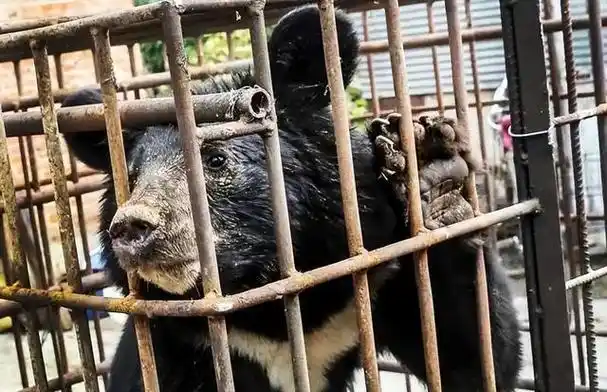 动物园大猩猩自虐事件爆了:细思极恐,疯掉的到底是谁?