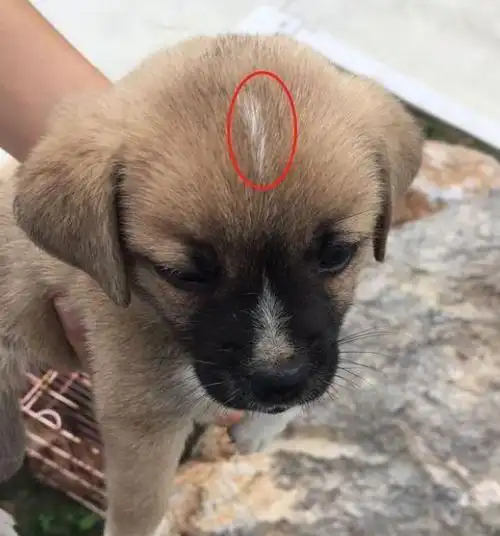 男子捡回一只小狗老父亲看见它的额头后大惊失色要求丢掉