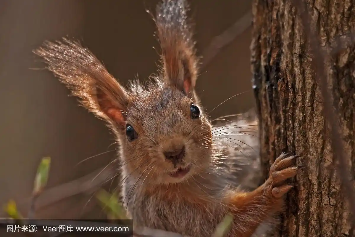 松鼠与树的肖像
