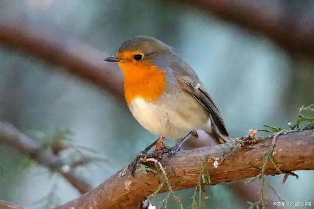 5,英国国宝:知更鸟袋鼠是任一种属于袋鼠目的有袋动物,主要分布于