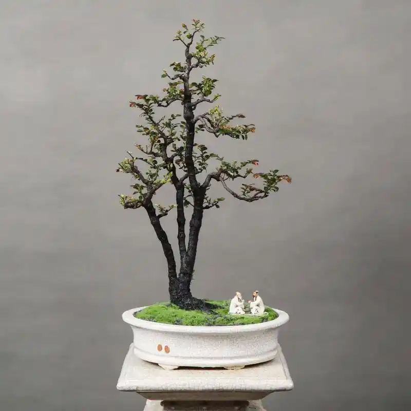 小叶紫檀盆景.一本三杆年功老紫檀,"一寸枝条生数载,佳景方成 - 抖音