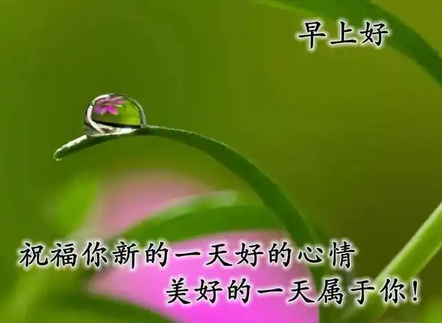 早晨好最新出的问候早安图片配文字,唯美早安问候祝福表情