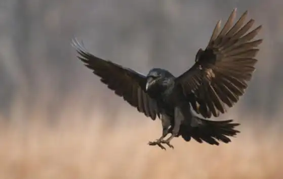乌鸦叫代表了什么值得注意的是,在鸦鸣叫兆凶流行的另一面,也有鸦鸣叫