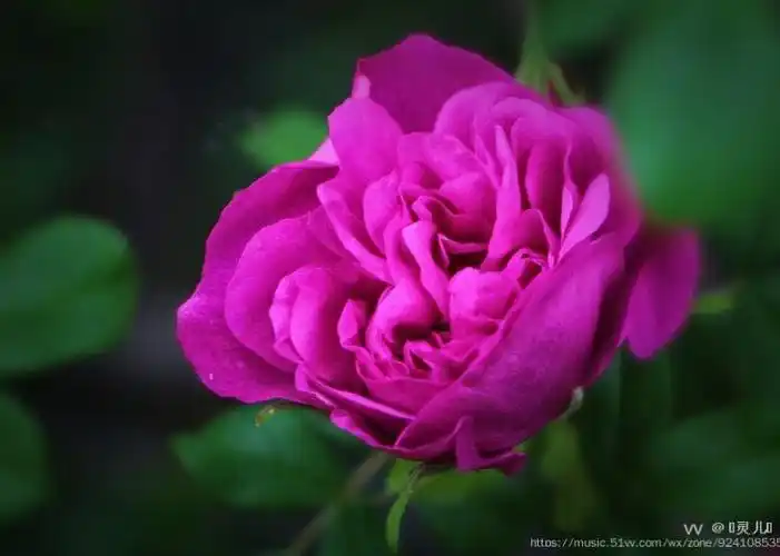 首发紫花重瓣玫瑰