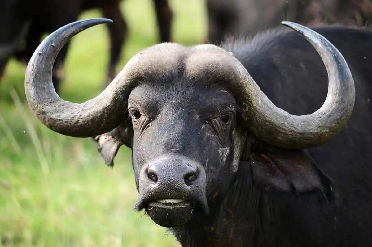 美洲野牛(bison bison)是北美洲体型最大的哺乳动物之一,也是世界上最