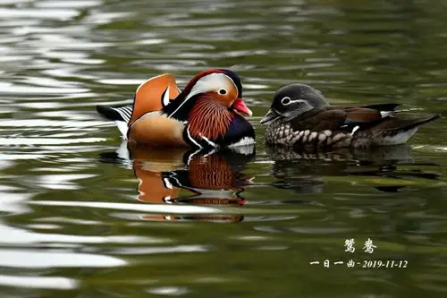 鸟——【鸳鸯】之二(恩爱)