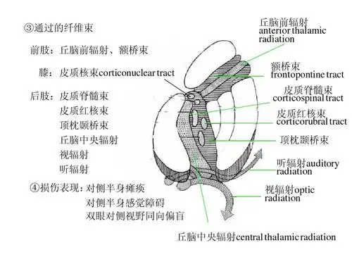 的纤维束 前肢:丘脑前辐射,额桥束 膝:皮质核束corticonuclear tract