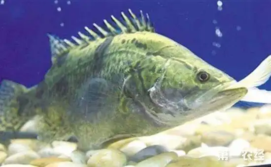 桂鱼属于淡水鱼还是海鱼桂鱼的种类有哪些