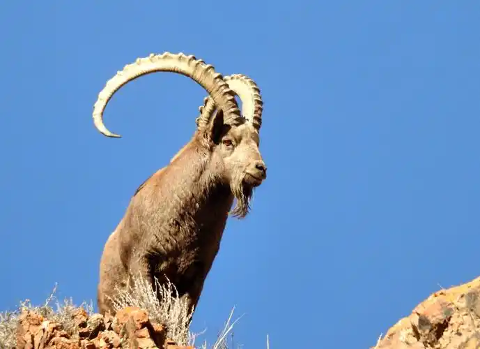 入冬四进中哈边境踏雪拍摄野生动物北山羊