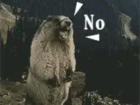 土拨鼠的怒吼动态图