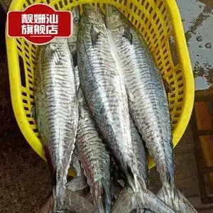 三斤装新鲜全中段湛江海鲜鲅鱼马交鱼冰冻新鲜海南马跤鱼湛江特产