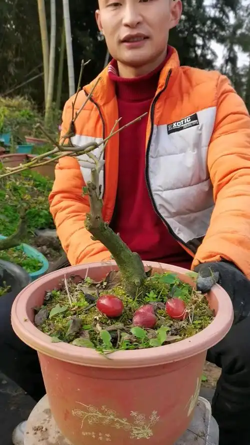 金弹子嫁接老鸦柿品种桩
