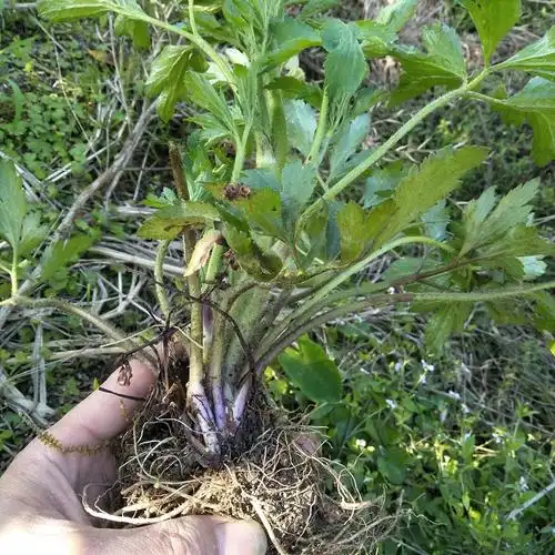 p>鄂西前胡:鄂西前胡(学名: i>peucedanum henryi /i>)是伞形科前胡