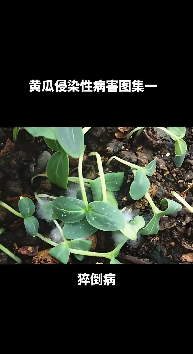 黄瓜侵染性病害图集一.#图文来了 #抖音助农 #病虫害防治 - 抖音