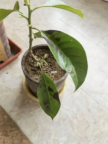 买回来几个月了,开了一茬花,自带的叶子逐渐变黑变枯了.