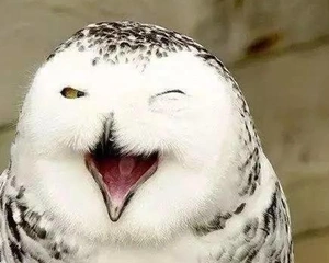 无忌惮的残害它们,但它们仍然微笑着面对生活    看到它们久违的笑容