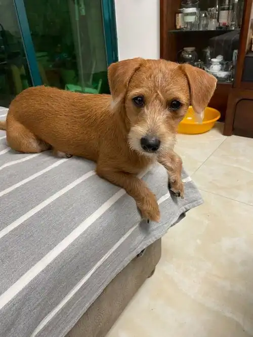 如果遇见上图奶狗柯基与泰迪的串请告诉我