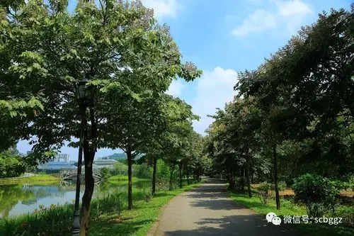 能产柴油的树东京油楠