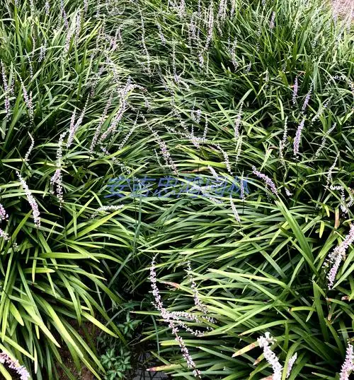 安吉忠鸿园林绿化有限公司