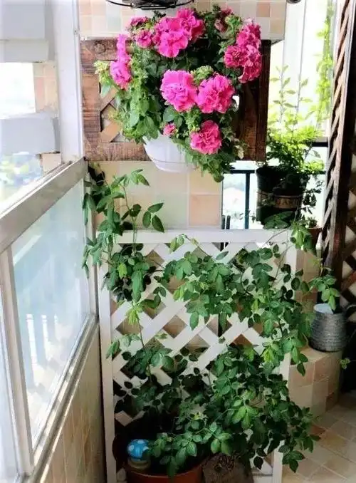阳台这样种花,可以美上一整年