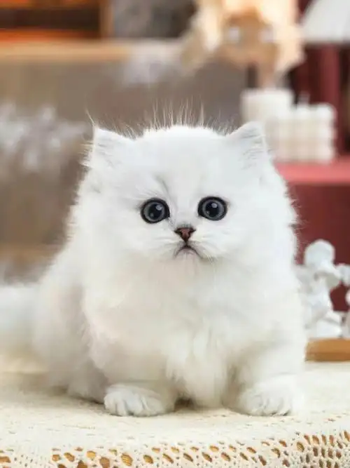 广州佛山猫舍78拿破仑金吉拉矮脚妹妹