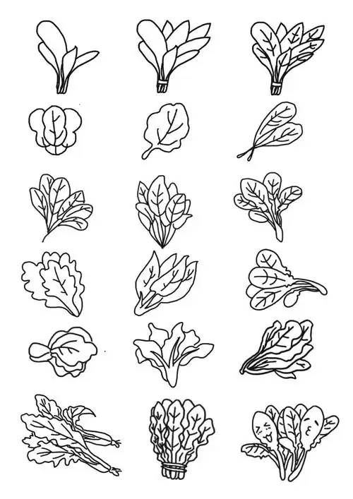黑白简笔画菠菜spinach