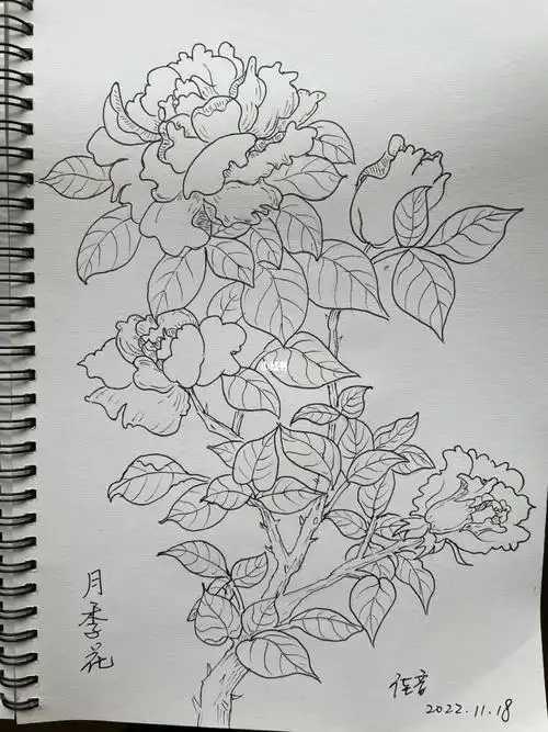 月季  #画画的日常  #铅笔